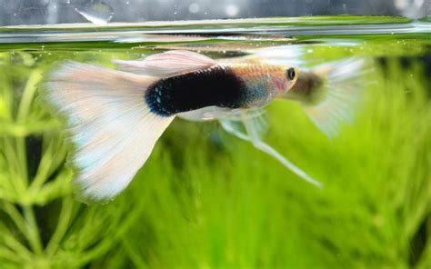 What is the Best Tank Size For Guppies? - VIVO Pets