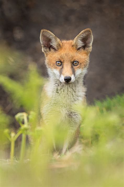 Alert Fox Cub - Peak District Wildlife Photography - Francis J Taylor Photography