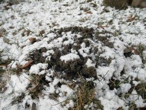 Dealing with Frost Heave - LawnEQ Blog | Frost, Winter garden, Lawn care tips