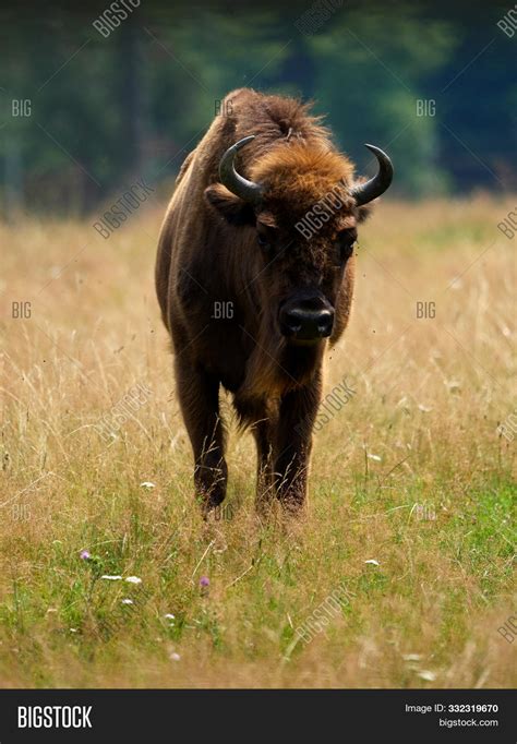 Small Herd European Image & Photo (Free Trial) | Bigstock