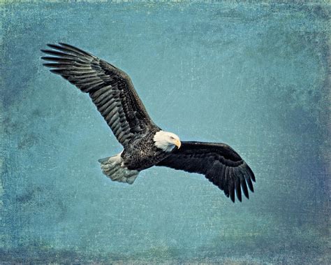 Soaring Bald Eagle Photograph by Al Mueller