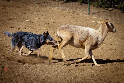 Australian Cattle Dog Herding Requirements and Training