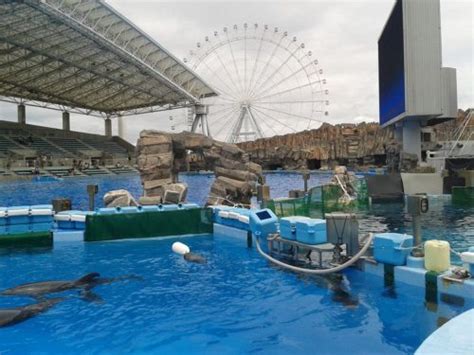 Top 4 Things to Do at the Port of Nagoya Public Aquarium | Must-See Events and How to Get There ...