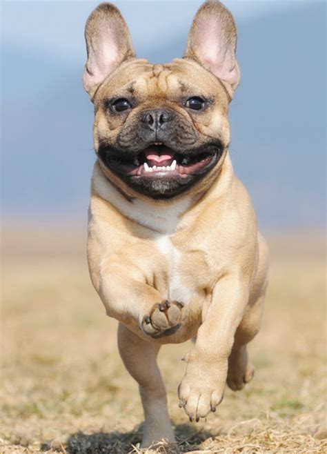 French Bulldog | Central Texas Veterinary Specialty & Emergency Hospital