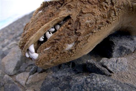 Crabeater Seal – "OCEAN TREASURES" Memorial Library