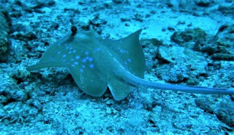 Bluespotted Stingray (Neotrygon Kuhlii) - Marine Life - Liveaboard Diving