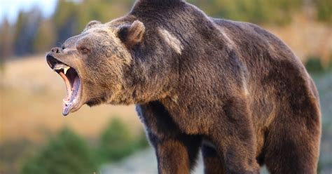 FOSSIL HUNTRESS: URSAVUS: CANADA'S GREAT BEARS