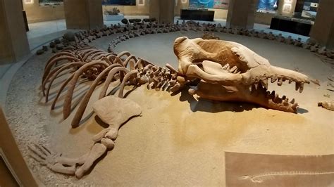 59 best Basilosaurus images on Pholder | Naturewasmetal, ARK and Paleontology