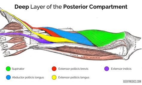 Muscles of the Posterior Forearm | Anatomy | Geeky Medics