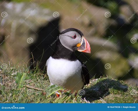 Atlantic Puffin in Breeding Plumage Stock Photo - Image of plumage ...