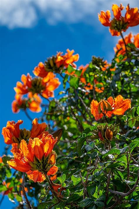 Somerset House - Images. AFRICAN TULIP TREE