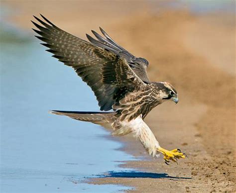 Unique Facts And Information: The fastest animal in the world ...