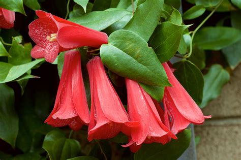 Lapageria rosea | Common name: Chilean Bell Flower This is o… | Flickr