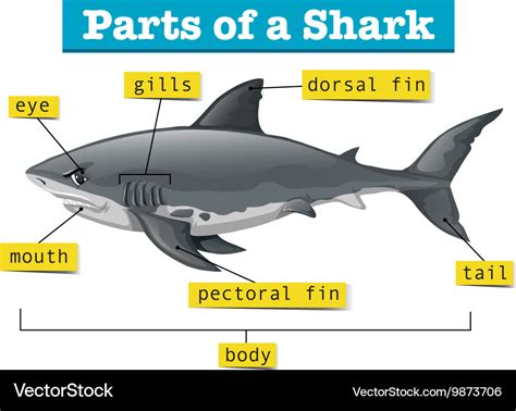 shark parts diagram - SeharishAylin