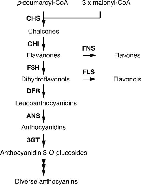 Simplified flavonoid biosynthesis pathway. The enzymes in the pathway... | Download Scientific ...