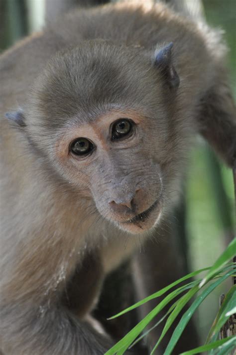 Wild Monkeys in Thailand Almost Carried Us Off in Our Sleep - The Big To-Do List