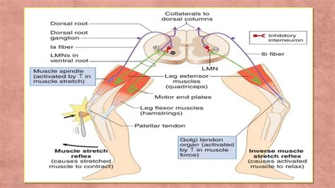 Inverse Stretch & Withdrawal Reflex - YouTube