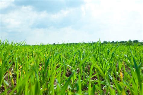 Green Grass and Sky with Clouds Stock Photo - Image of pasture, back: 16857638