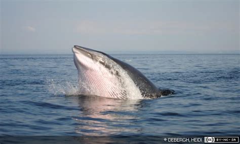 Minke Whale Information and Picture | Sea Animals