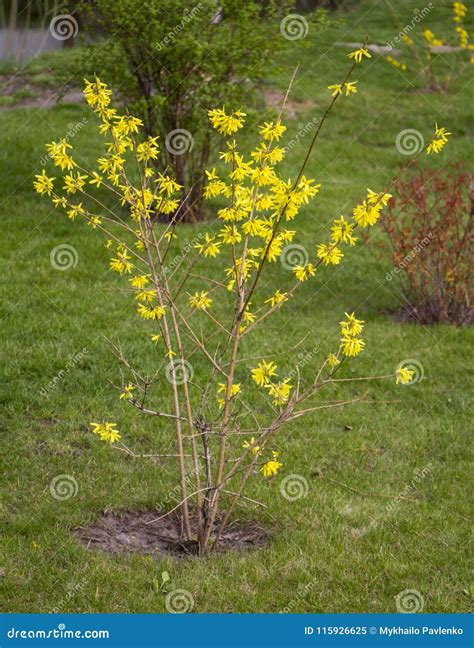 Blooming Forsythia in Early Spring, Yellow Flowers Stock Image - Image of forsythia, clear ...