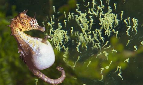 Beautiful Images Of Male Seahorse Giving Birth | Animals Giving Birth