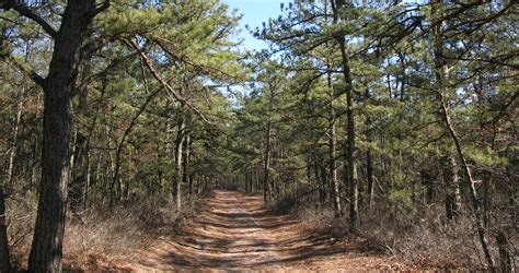 Hiking in the Long Island Pine Barrens - Map & Hiking Guide