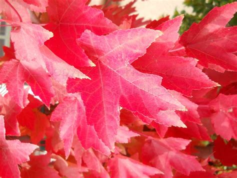 Crimson and Fire Red Sugar Maple Leaves Autumn Scene in