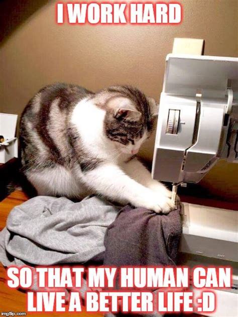 Repairs & Chores, 15 Memes Prove Cats Work Hard For The House