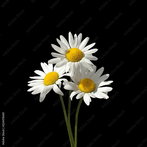 Three daisy flowers with white petals and yellow center on a green stems on black background ...