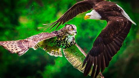 Why are Eagles Afraid of Owls (Owl vs Eagle) - YouTube