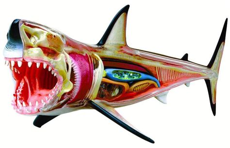 Tedco Toys - 4D Vision Great White Shark Anatomy Model