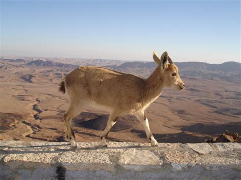 Nubian Ibex Baby Mountain Goats in Israel 2025 - Rove.me