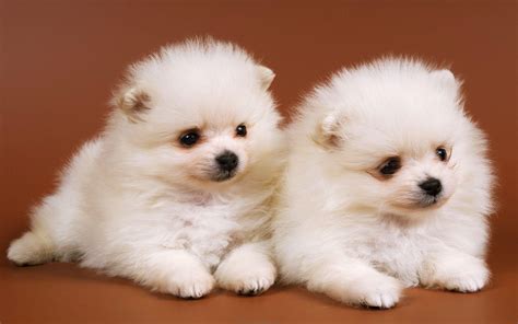 Baby Dogs Wallpapers - Wallpaper Cave