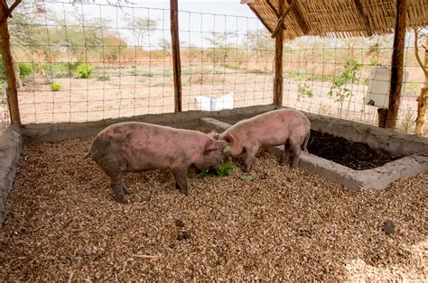 Deep litter system / KNF : progress pics (asian natural farming forum at permies)