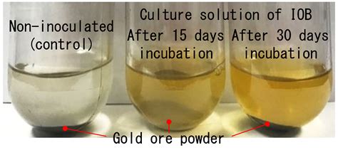 Successful Gold Leaching from a Gold Ore Using Bacteria Isolated from a Natural Gas Field ...