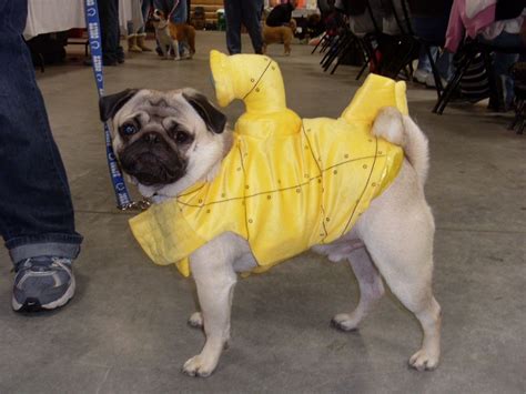 pug costume | is the costume contest check out some of these costumes ...