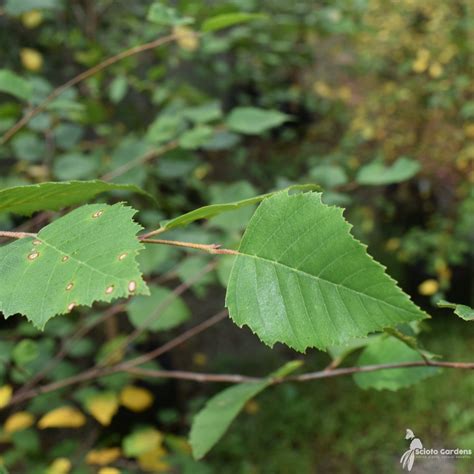 Betula nigra #3 (River Birch) - Scioto Gardens Nursery