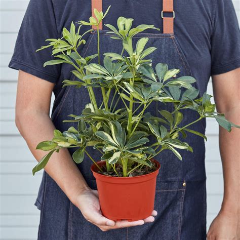 Schefflera 'Variegated' — House Plant Shop