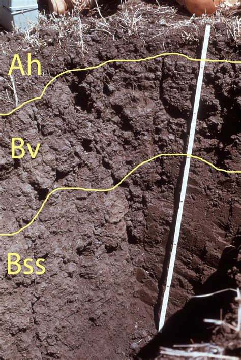 Vertisolic Order - Soils of Canada