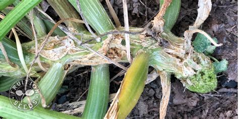 The Dreaded Squash Vine Borer & How to Still Enjoy Zucchini All Season ...