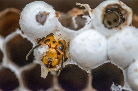 WSDA AgBriefs: A nest by the numbers - what WSDA found inside the Asian giant hornet nest