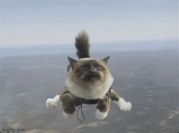 Cat skydiving - Imgflip