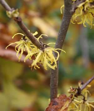 Witch Hazel - Pruning, Winter Care and Fertilizing - Hawks Landscape, Inc.