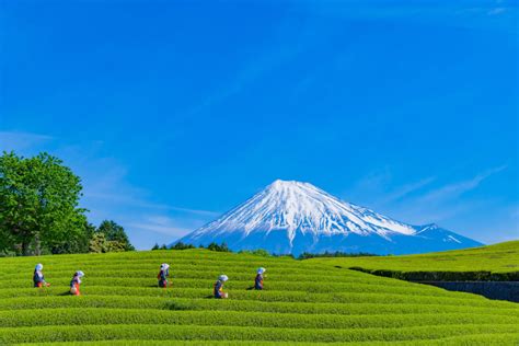 3 of The Most Important Green Tea-Growing Regions in Japan | Tokyo Weekender