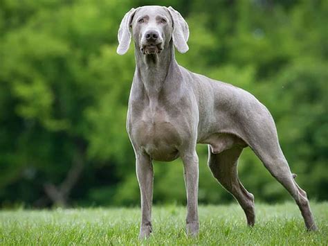 Weimaraner Dog & Puppy Training 1-2-1 Home Visits in South Yorkshire