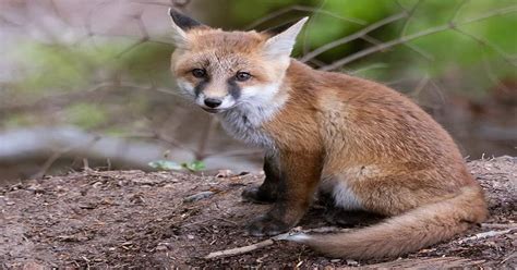 What Does Fox Poop Look Like? - Learn About Nature