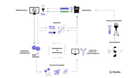 DNA synthesis in antibody discovery