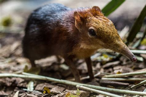 Elephant Shrew Facts • Kids Animals Facts