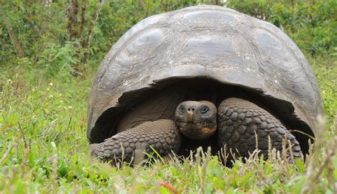 Galapagos Land Tour | Santa Cruz Galapagos Islands