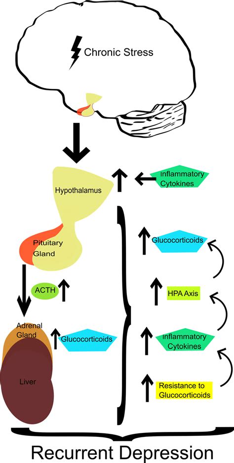 Resistance to glucocorticoids, inflammation and HPA axisrecurrent... | Download Scientific Diagram